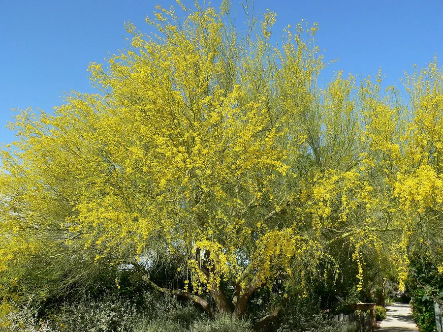 Palo Verde