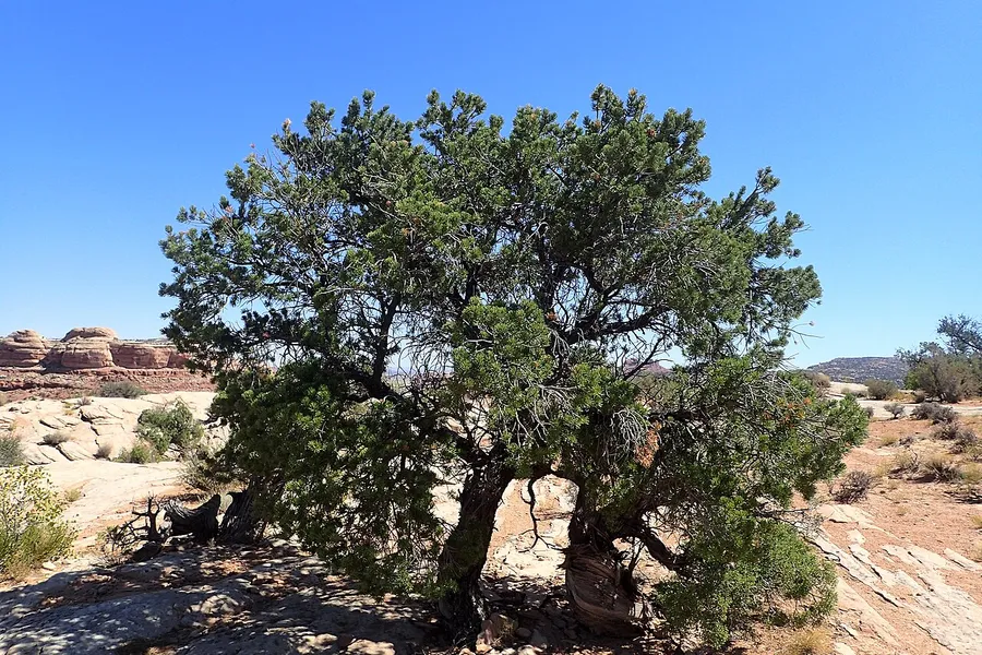 Pinyon Pine
