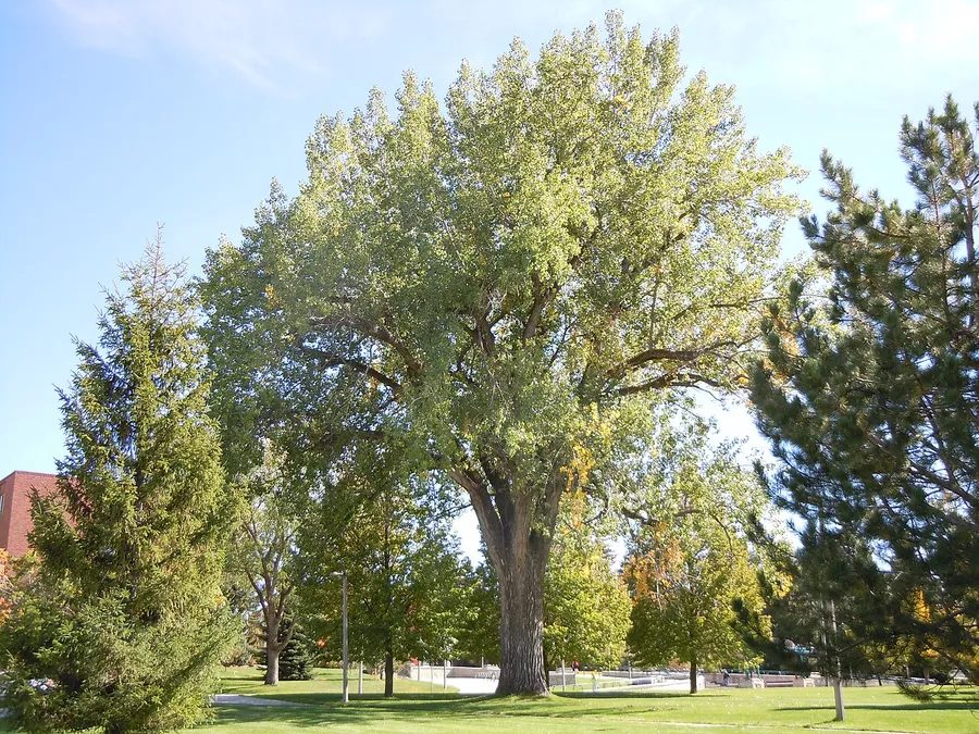 Plains Cottonwood