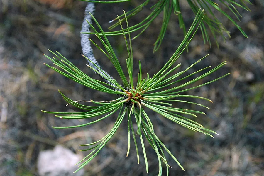 Ponderosa Pine