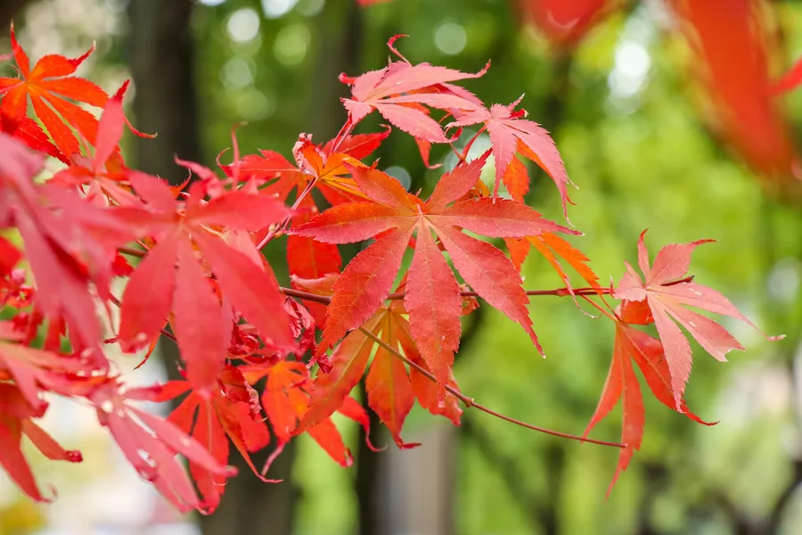 Red Maple