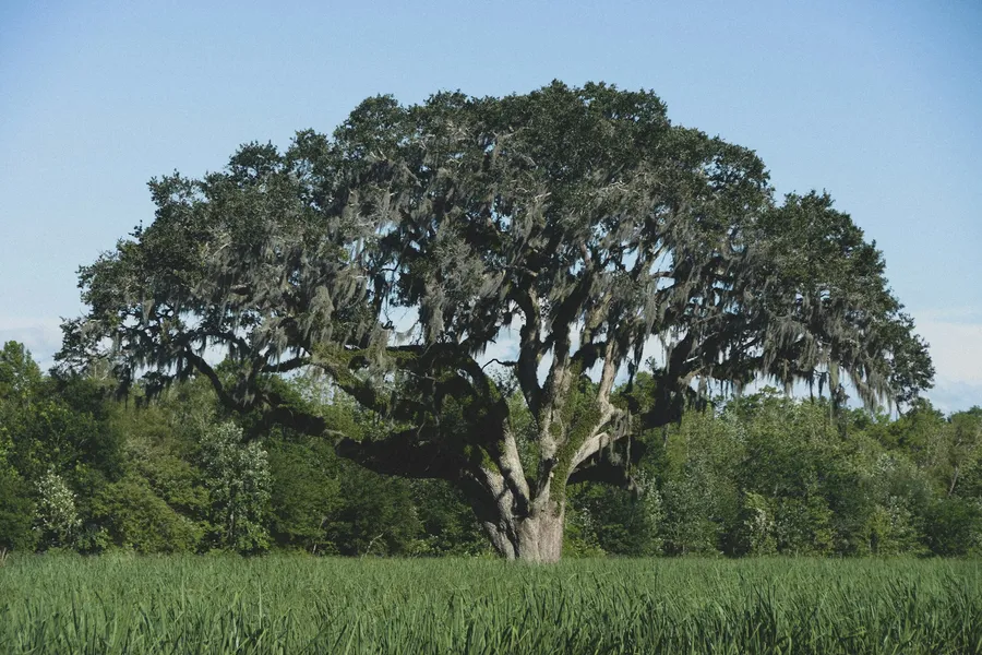Southern Live Oak