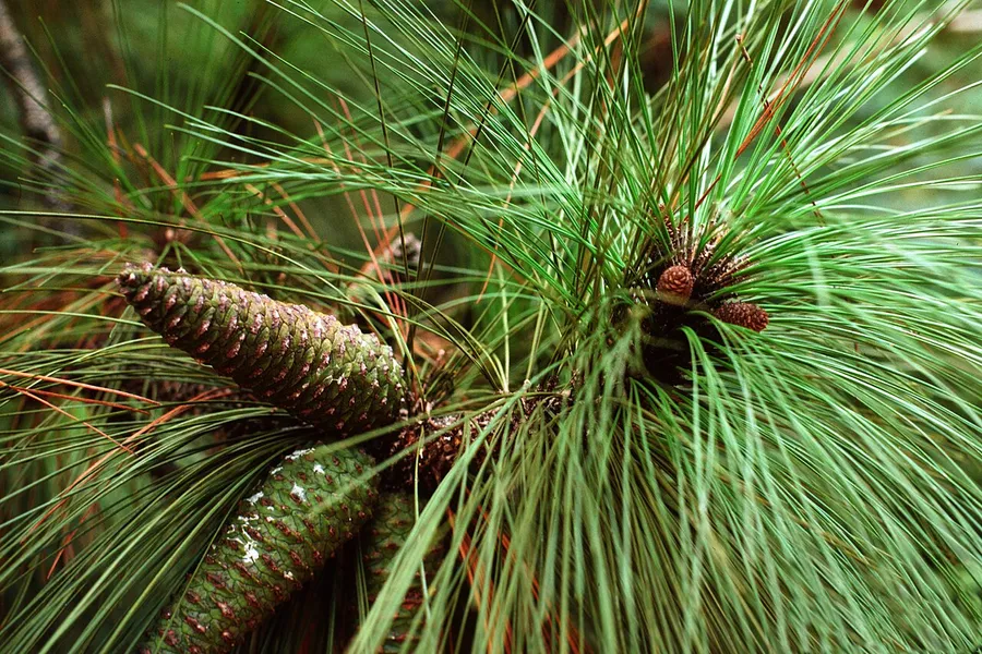 Southern Longleaf Pine