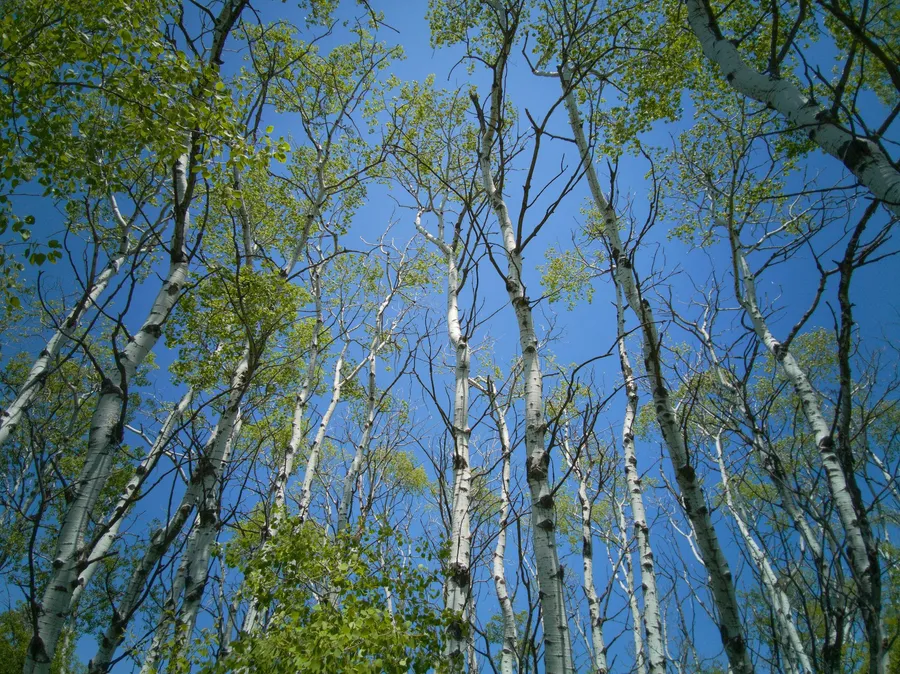 White Birch
