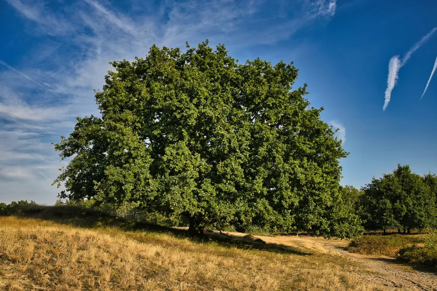 White Oak